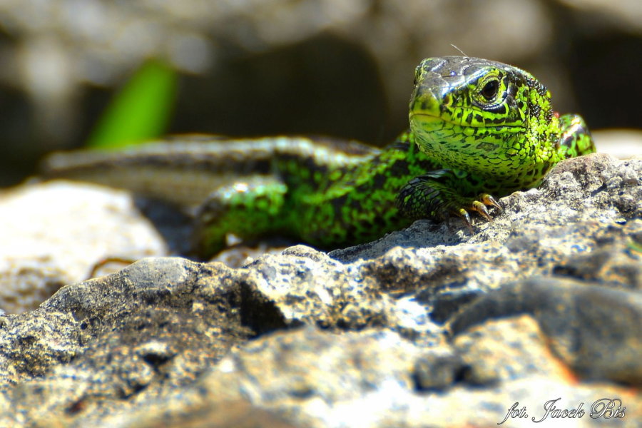 Die Fauna in Bieszczady