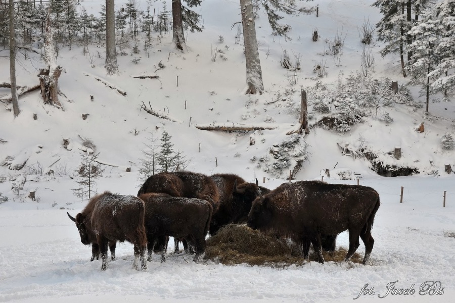 Die Fauna in Bieszczady