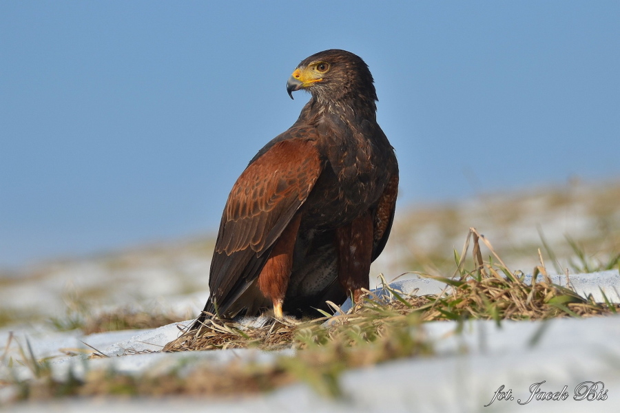 Die Fauna in Bieszczady