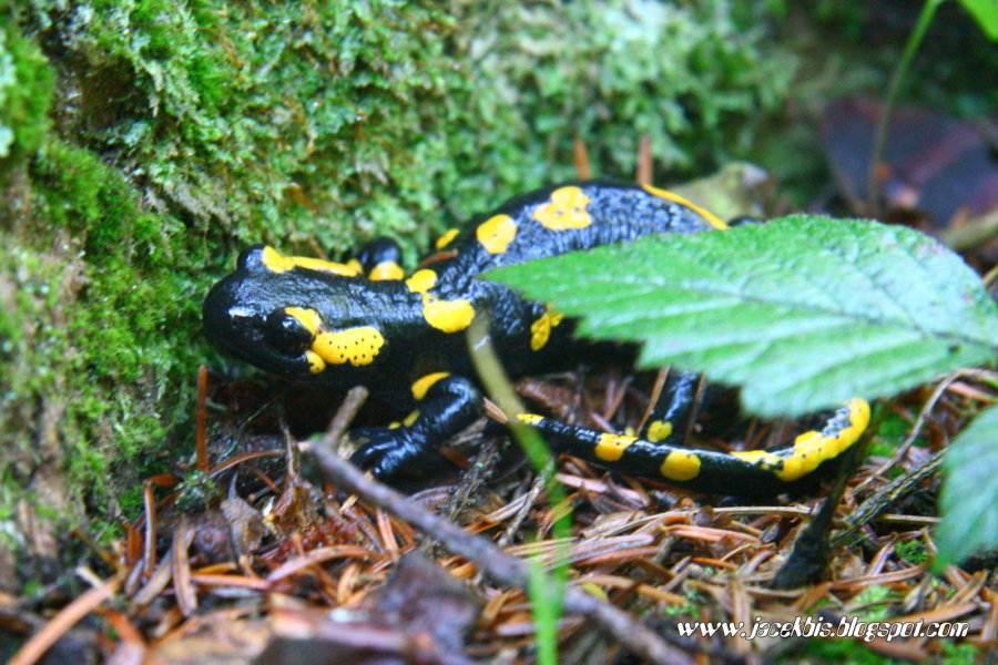 Bieszczady Fauna