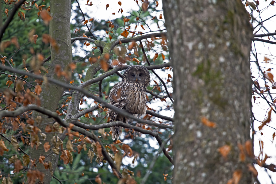 Bieszczady Fauna