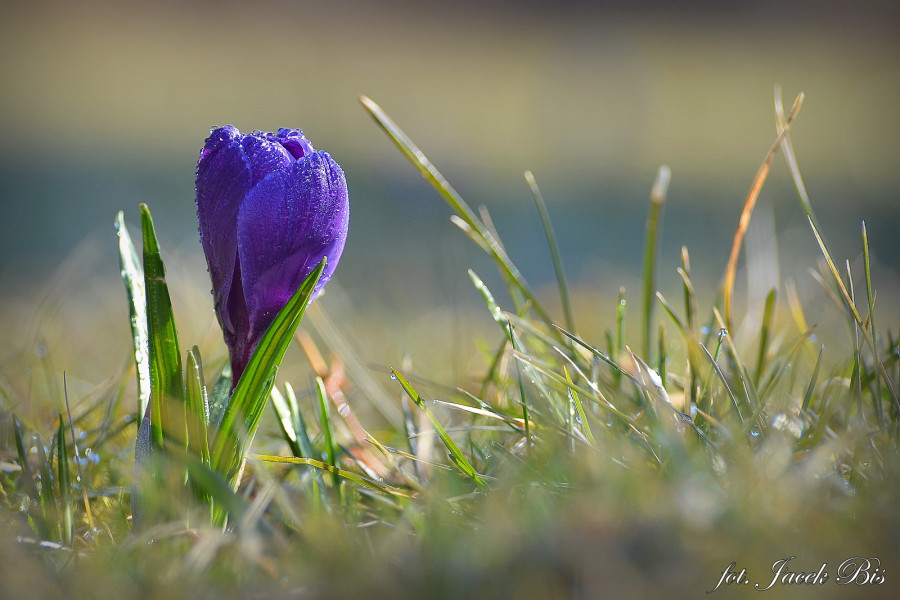 Die Flora in Bieszczady