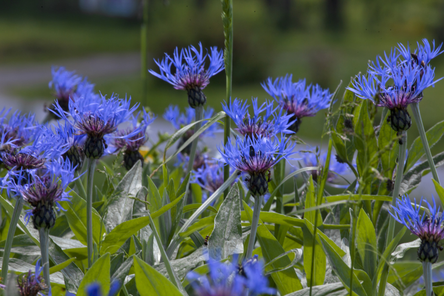 Die Flora in Bieszczady