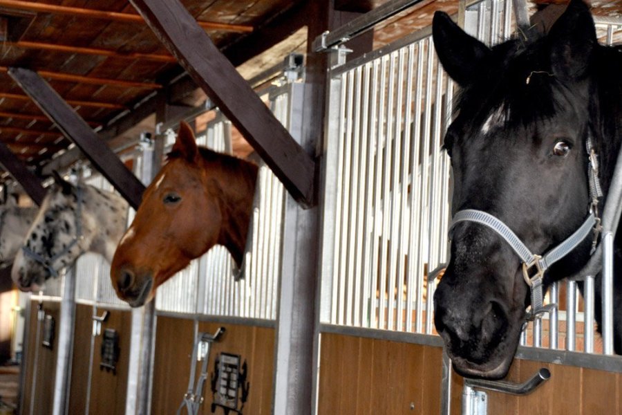 Arłamów Stud Farm