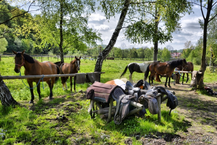 Equestrian tourism